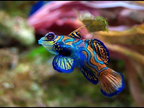 Nine Of The World'S Most Gorgeous Fish - 30A
