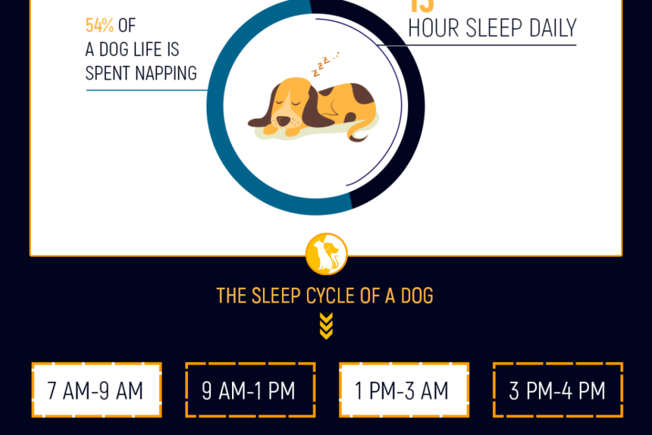 Top 10 Reasons Why Your Dog Is Sleeping A Lot More Than Usual
