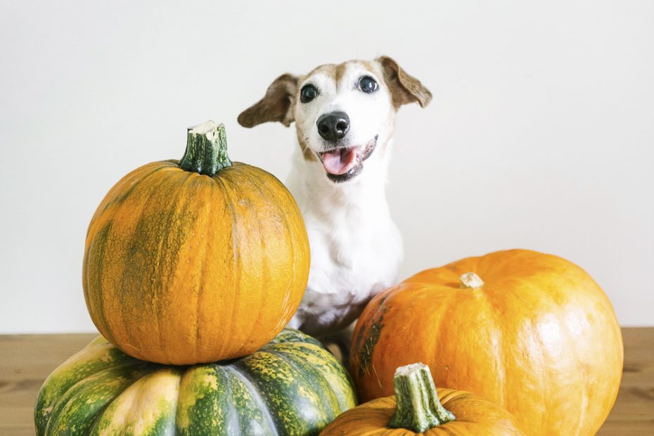 how-often-to-feed-dog-pumpkin-for-optimal-health