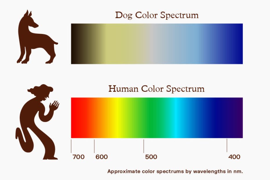 Dog Vision: What Colors Do Dogs See? · The Wildest