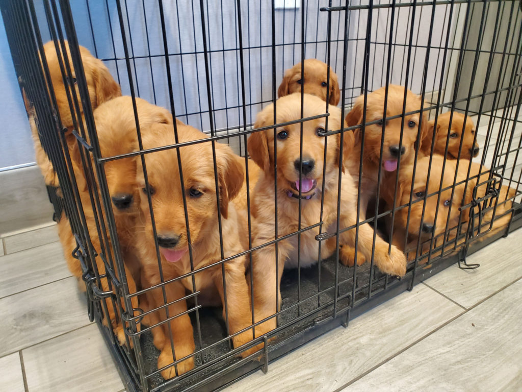 How Much Does It Cost To Breed Puppies?: Expense Breakdown - My Silly  Squirts