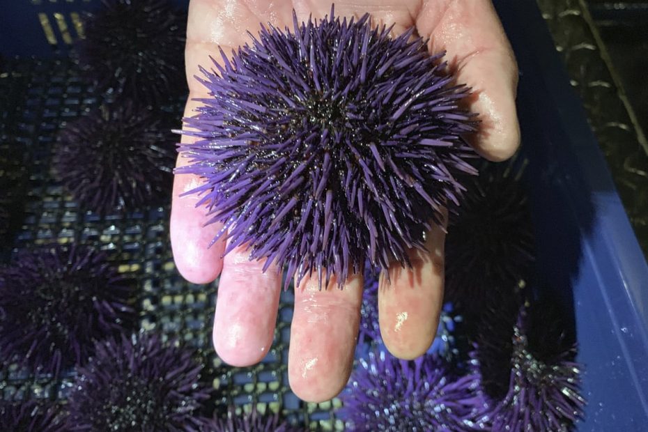 Sea Urchin Population Soars 10,000% In Five Years, Devastating Us Coastline  | Marine Life | The Guardian