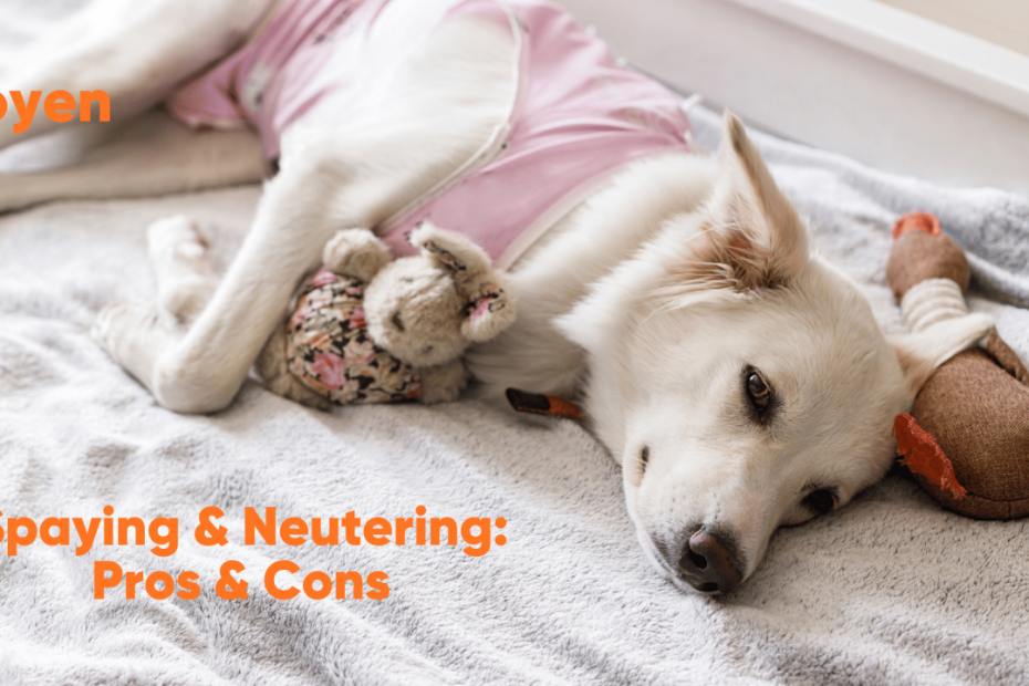 Spaying & Neutering Your Dog - Pros And Cons