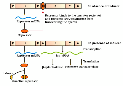Explain The Regulation Of Lac Operon In Absence And Presence Of Lactose As  An Inducer.