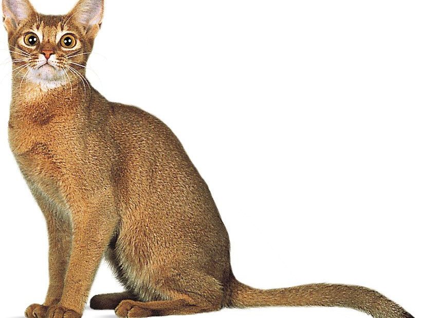 Abyssinian | Short-Haired, Intelligent, Playful | Britannica