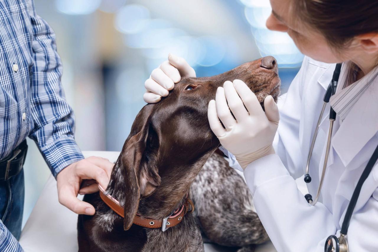 How Much Does Dog Lipoma Removal Cost?