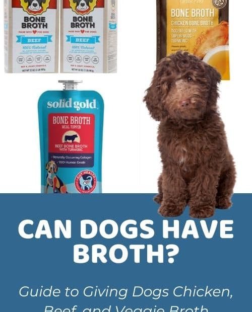Can Dogs Have Chicken Broth? What About Vegetable Or Beef Broth?