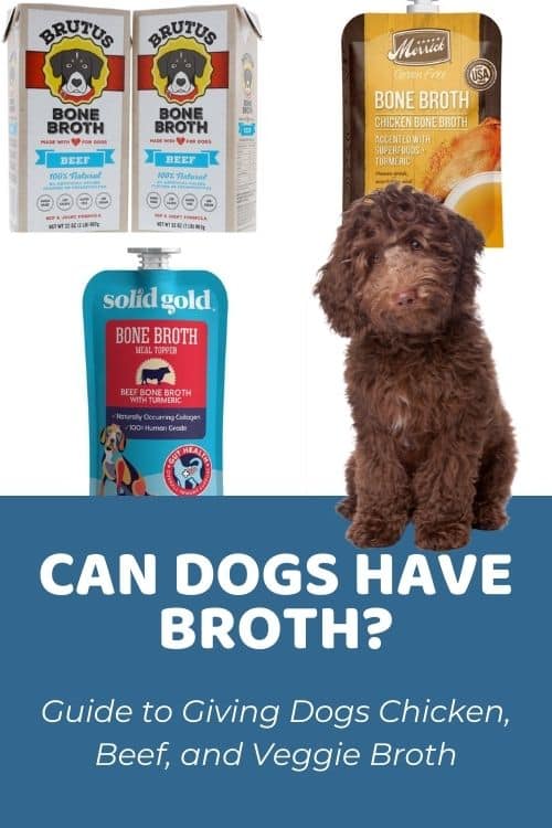 Can Dogs Have Chicken Broth? What About Vegetable Or Beef Broth?