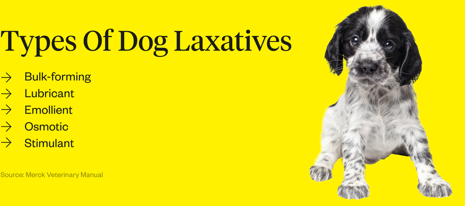 Dog Laxatives & Other Methods Of Constipation Treatment | Dutch
