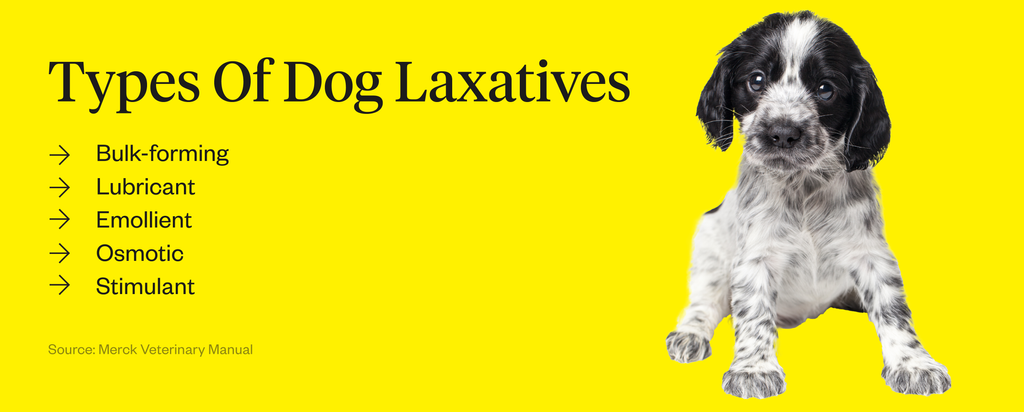 Dog Laxatives & Other Methods Of Constipation Treatment | Dutch