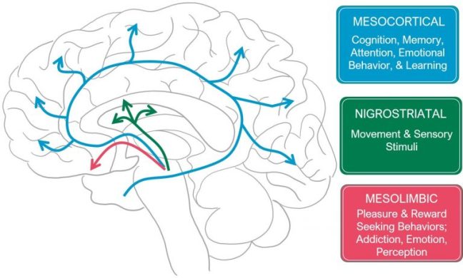 Dopamine, Smartphones & You: A Battle For Your Time - Science In The News