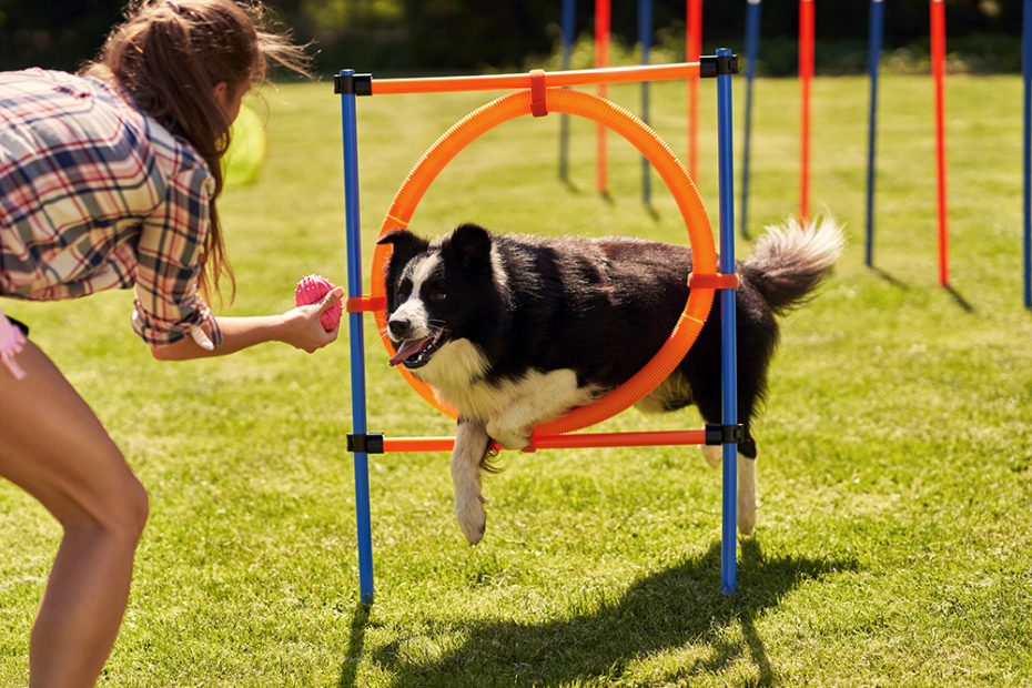 5 Benefits Of Dog Agility Training · The Wildest