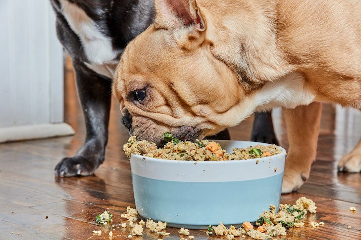 Feeding Your Dog: How Often Should Dogs Eat And How Much?