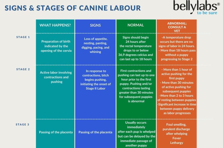 Signs And Stages Of Dog Labor – Bellylabs