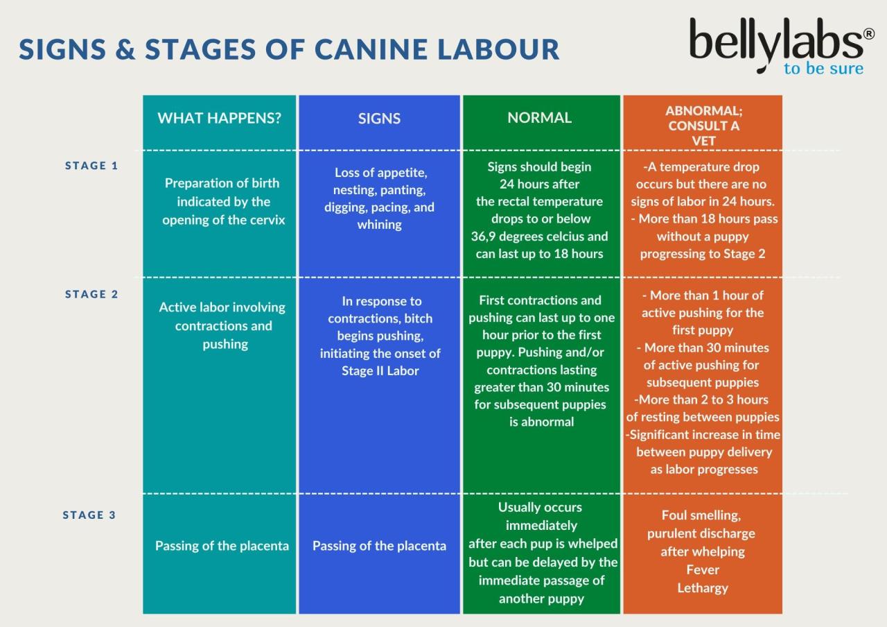 Signs And Stages Of Dog Labor – Bellylabs