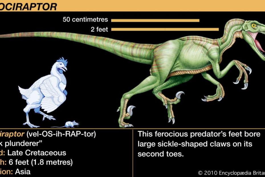 How Tall Is A Velociraptor: Unveiling Their Stature