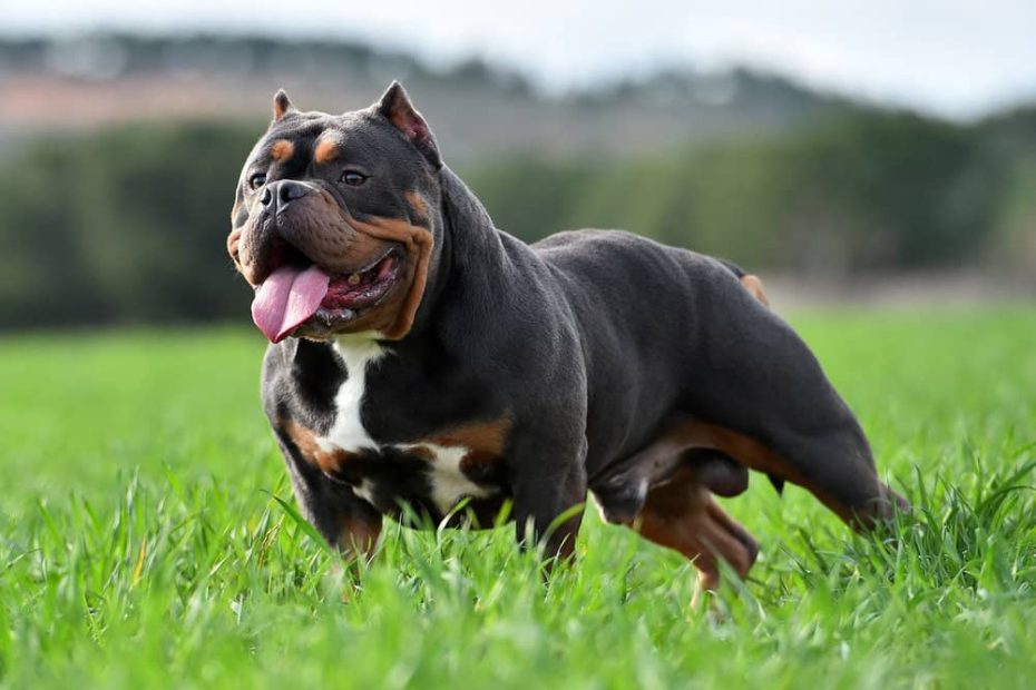 American Bully: Dog Breed Temperament And Characteristics