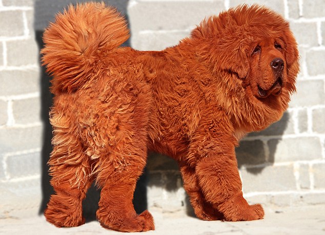 Red Tibetan Mastiff: 'Most Expensive' Dog Sold For Nearly £1M | Daily Mail  Online