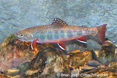 What Is New Hampshire State Fish: A Deep Dive Into The Granite States ...