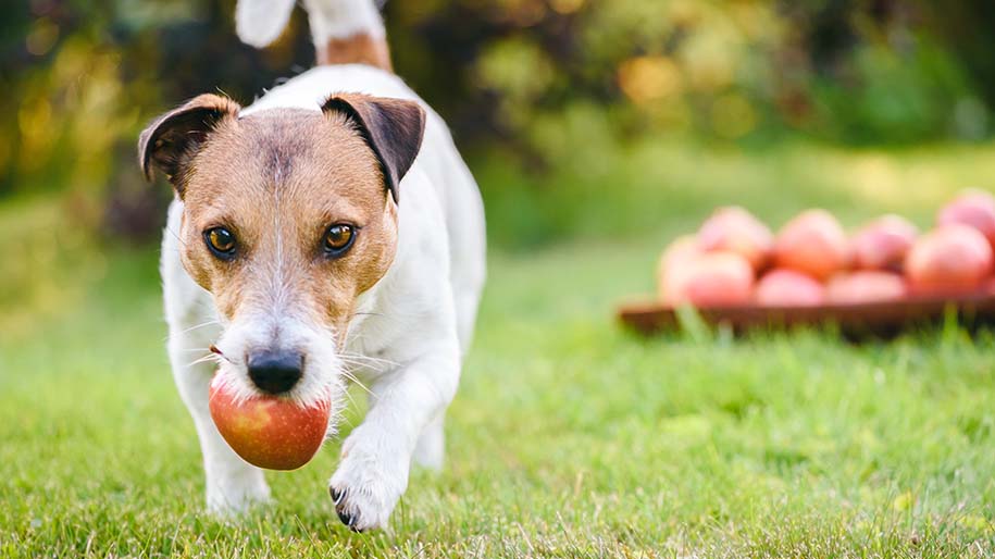 Can Dogs Eat Apples? What You Need To Know | Metlife Pet Insurance