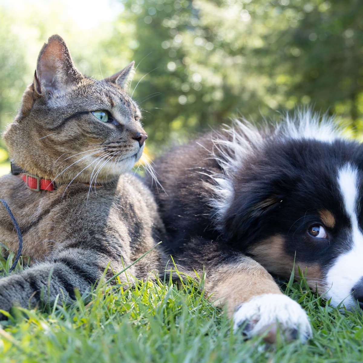 5 Dog Breeds That Like And Are Good With Cats - Pethelpful