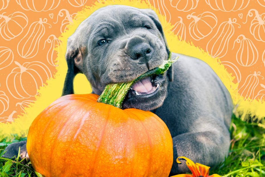 Can Dogs Eat Pumpkin? What To Know From A Vet - Dodowell - The Dodo