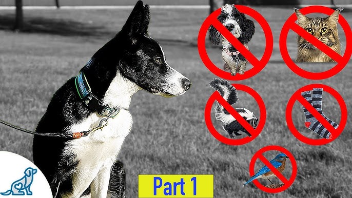 Teaching Your Dog To Ignore Other Dogs Walking On Leash - Youtube
