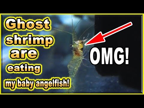 Ghost Shrimp Are Eating My Baby Angelfish Alive! - Youtube