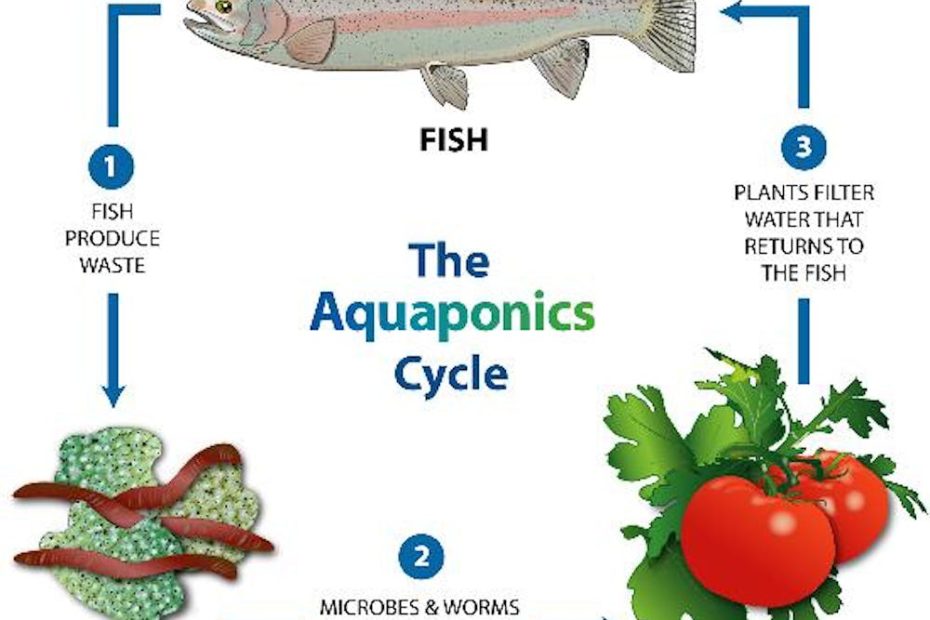 The Sustainable Vegetables That Thrive On A Diet Of Fish Poo