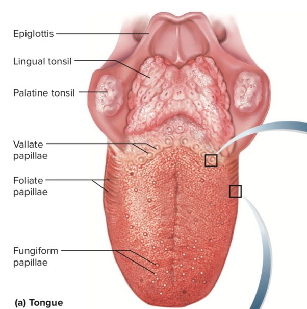 Do We Inherit Our Taste Buds Exploring The Genetics Of Flavor Preferences   Main Qimg Dfba253ea9f2754d613a20b2977719b1 Pjlq 