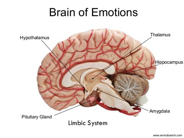 Which Part Of The Brain Controls Sad Emotions? - Quora