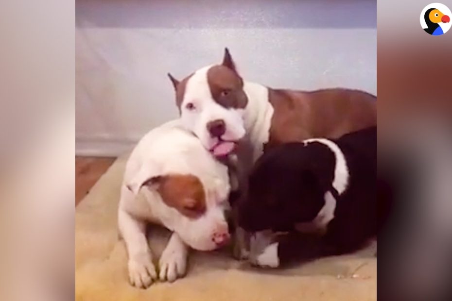Pitbulls Love To Snuggle | The Dodo - Youtube