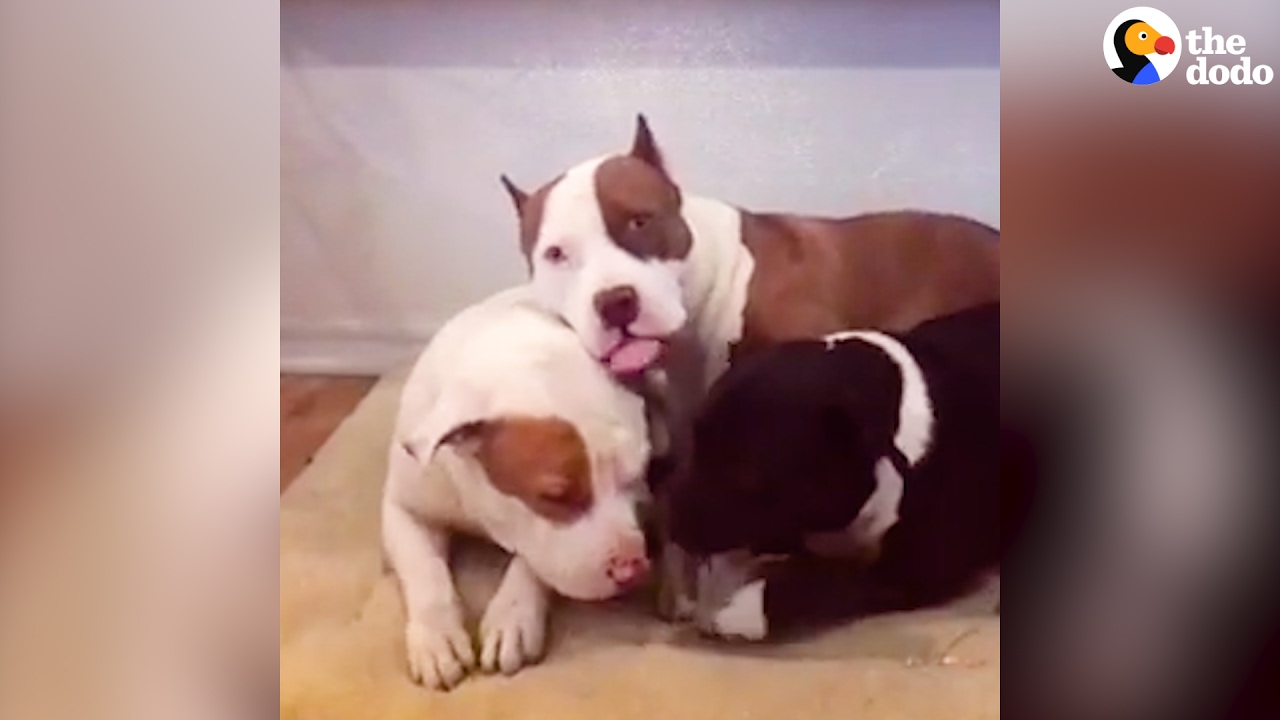 Pitbulls Love To Snuggle | The Dodo - Youtube