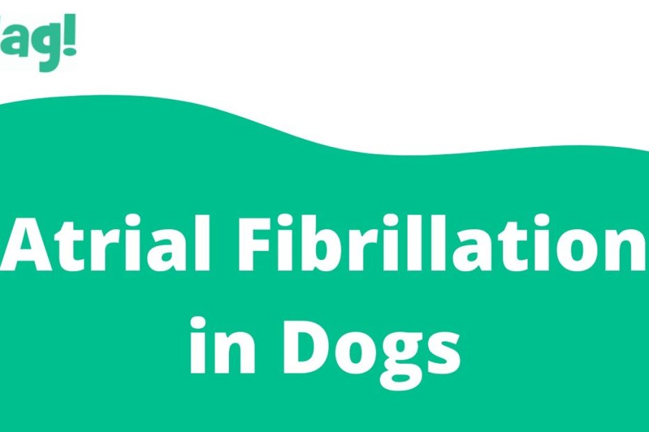 Atrial Fibrillation In Dogs
