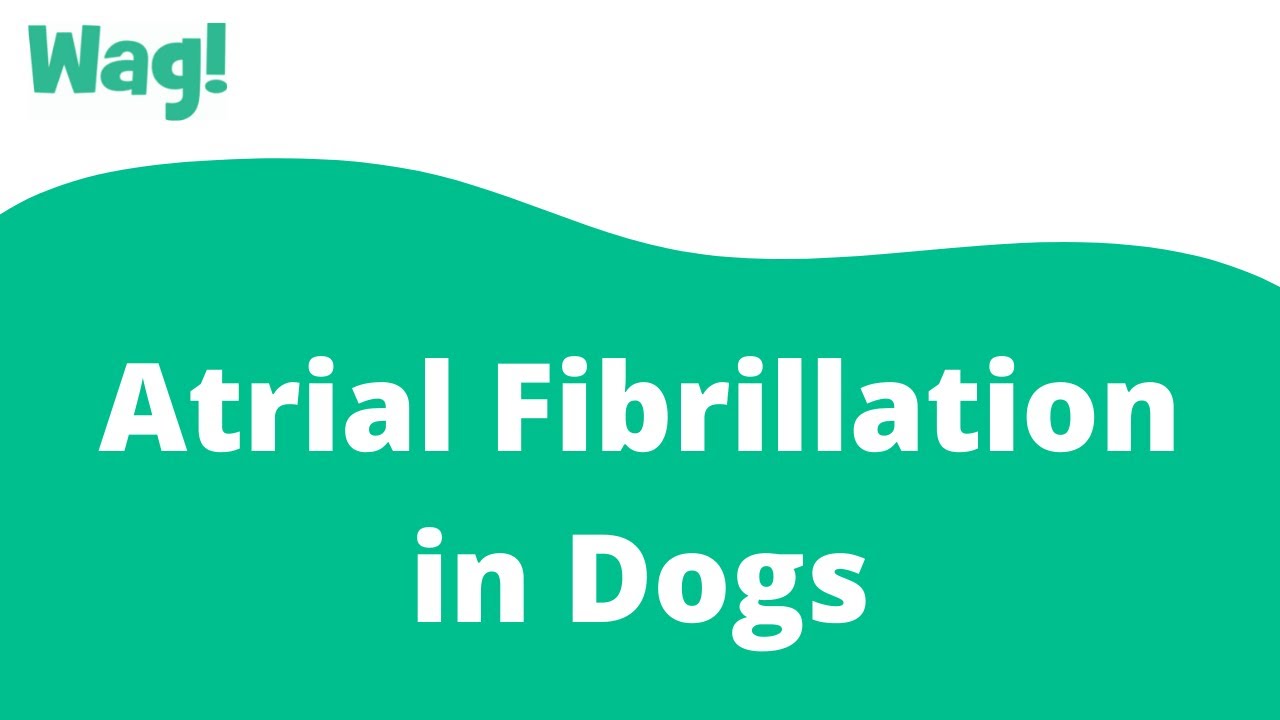 Atrial Fibrillation In Dogs