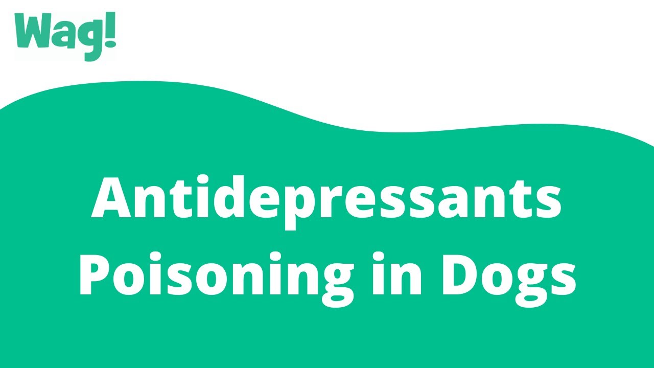 Antidepressants Poisoning In Dogs - Symptoms, Causes, Diagnosis, Treatment,  Recovery, Management, Cost