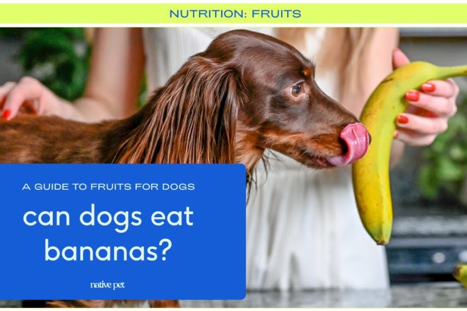 Do Bananas Help Dogs With Constipation