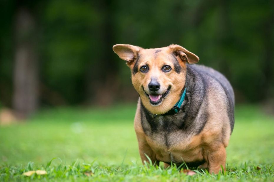 Diabetes In Dogs - Whole Dog Journal