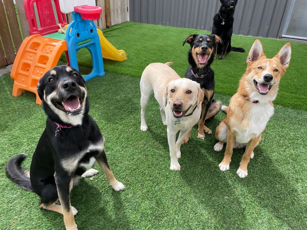How Daycare Improves Dog Behaviour And Socialization