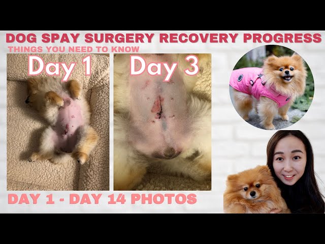 Dog Spay Recovery Progress Day By Day & Helpful Tips - Youtube