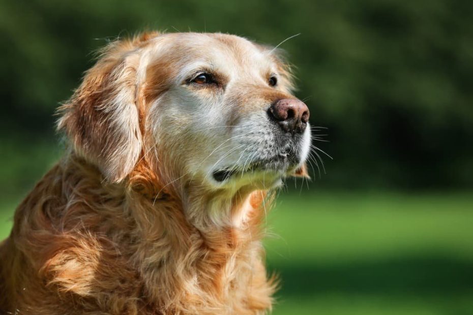 Owner'S Guide: How To Feed Old Dogs With Few Or No Teeth