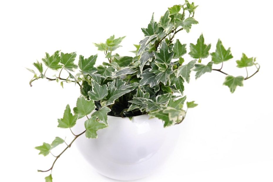 The Best Way To Water Your Ivy | Planta
