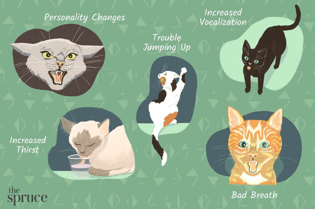 Why Cats Are Bad For Your Health: Surprising Facts And Risks