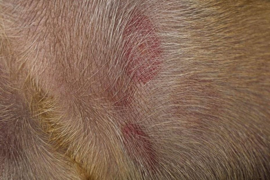 how-long-does-it-take-for-gnat-bites-to-heal-on-dogs