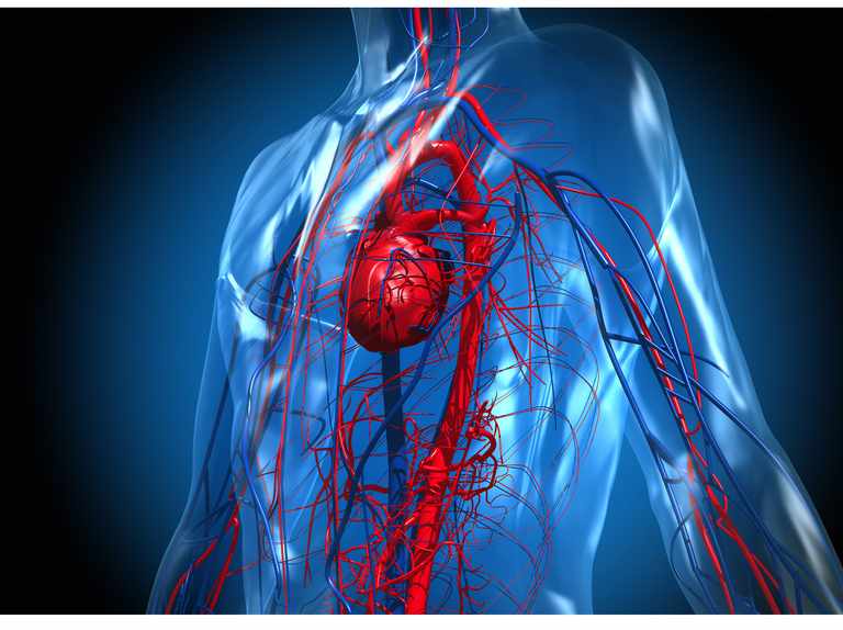 What Are The Effects Of Exercise On The Circulatory System? - 220 Triathlon
