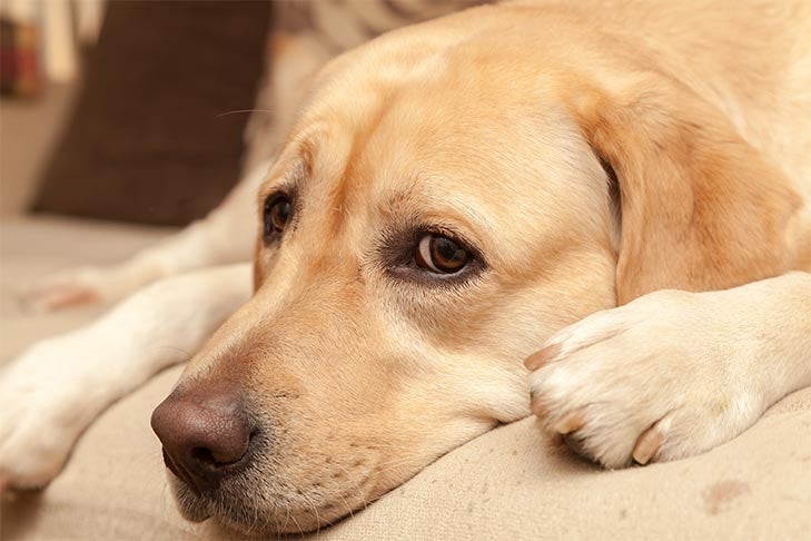 Dog Flu: Symptoms, Treatment, And Prevention For Canine Influenza