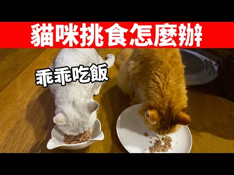 貓咪挑食怎麼辦？這一招能讓貓好好吃飯！【貓咪養護EP1】